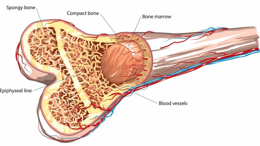 bone structure