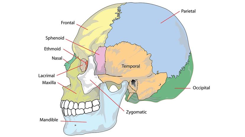 A lateral (side) view of the human skull