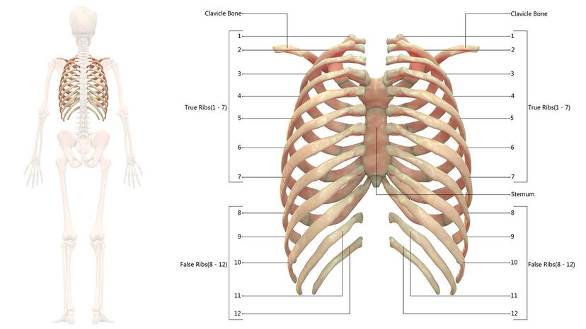 Rib Cage Anatomy