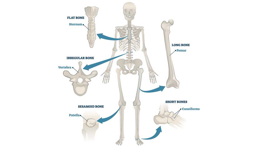 The Human Skeletal System