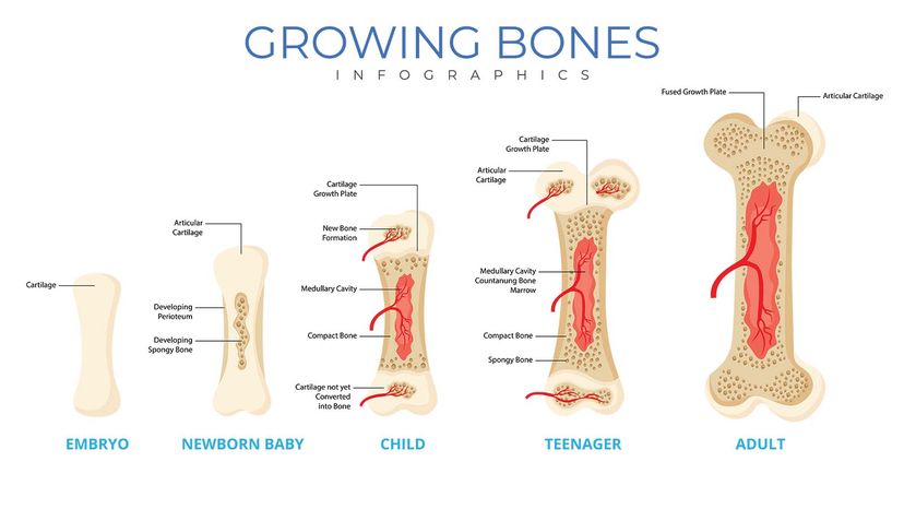Growing Bones 