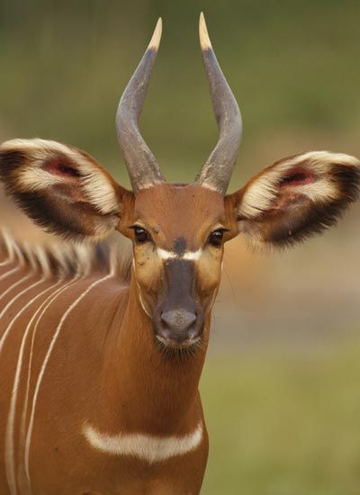 african deer with horns