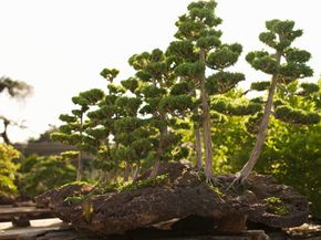A bonsai tree