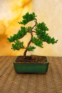 bonsai tree