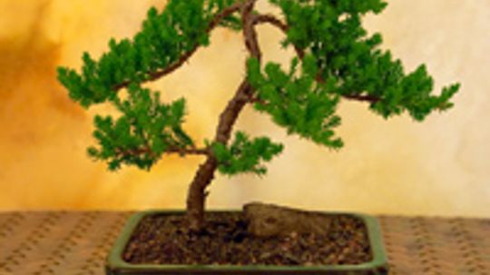 How Bonsai Works