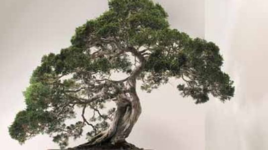 What's the difference between bonsai and topiary?