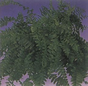 Boston fern is easily recognized by its frilly fronds. Seemore pictures of house plants.