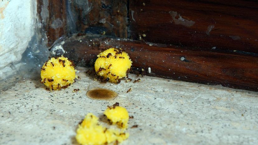 furnici care mănâncă amestec de borax