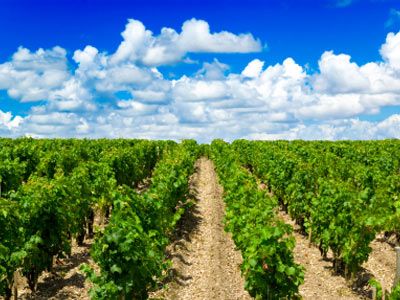 Vineyard in the Medoc area, Bordeaux, France