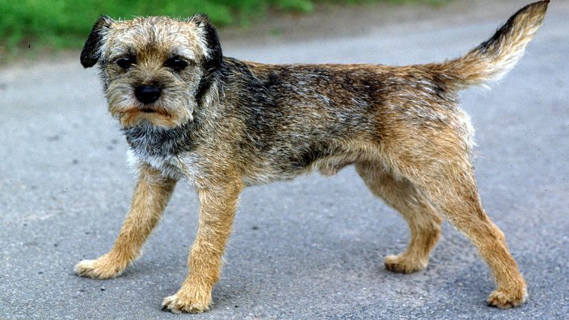 Border terrier clearance allergy sufferers