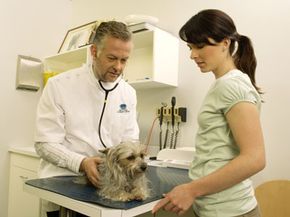 Vaccinating your dog against Bordetella is only required in certain circumstances. Check out these dog pictures.