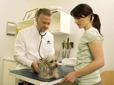 Dog in vet