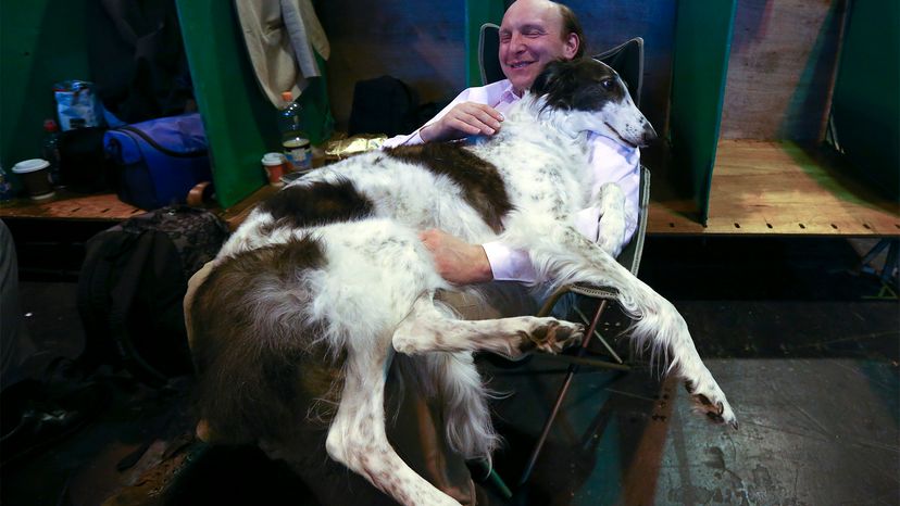 does the borzoi bark a lot