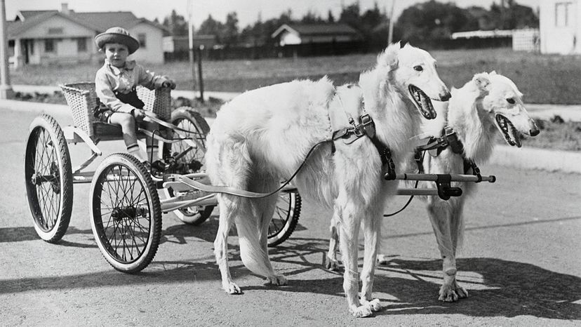 Borzoi hunting sale wolves