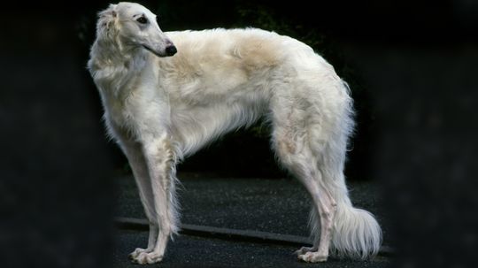 一只狼猎狼Greyhound-like可以下来。你的狗能做些什么呢?”border=