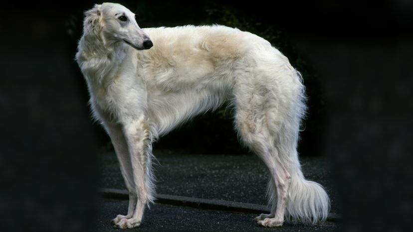 Russian deals borzoi dog