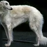 一只狼猎狼Greyhound-like可以下来。你的狗能做些什么呢?”width=
