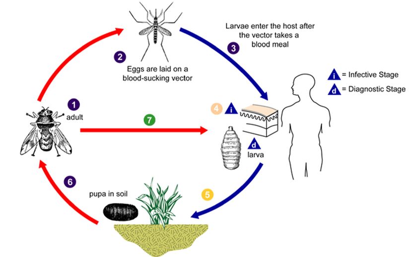 human botfly life cycle