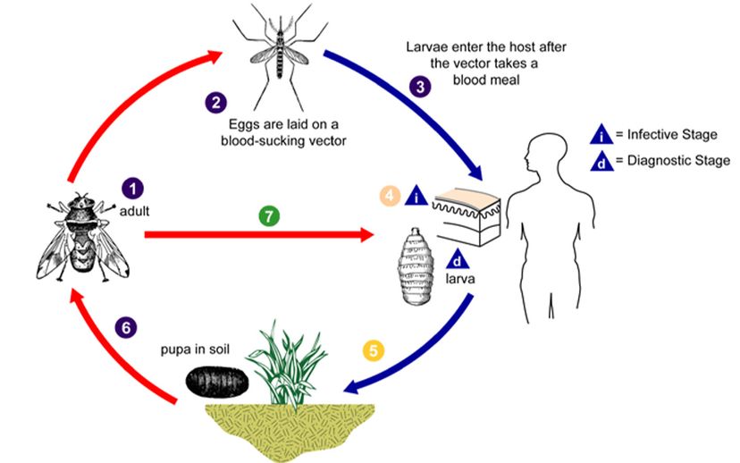 horse bot fly life cycle