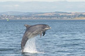 bottlenose dolphin