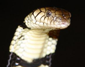 Banded water cobra