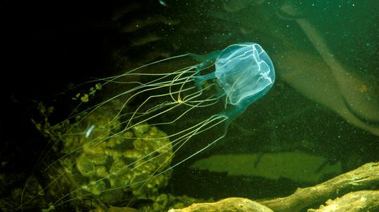 盒子水母：世界上最有毒的海洋生物“border=