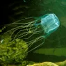 Box Jellyfish: World's Most Venomous Sea Creature