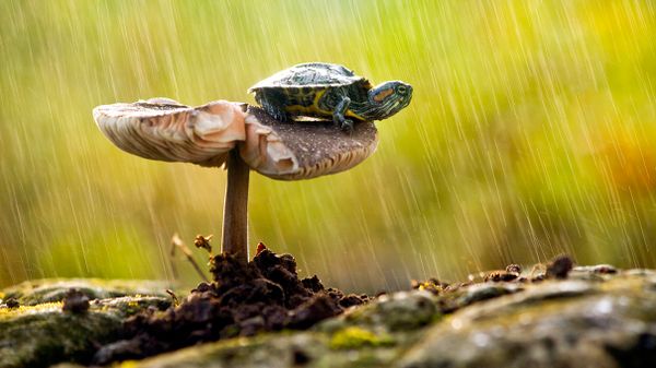 small turtle on a mushroom