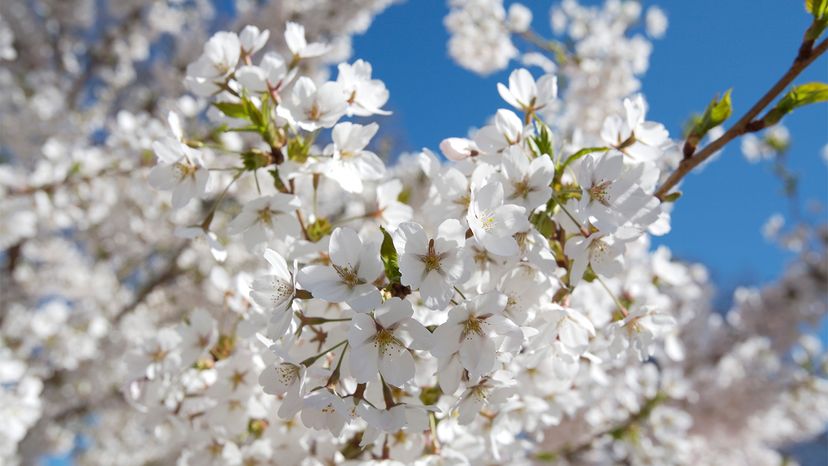 Bradford pear, smelly