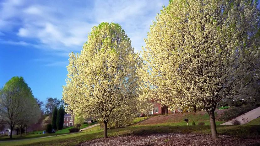 Bradford pear