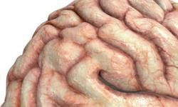 Top 10 Myths About the Brain