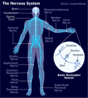 How Does the Brain & Nervous System Work? (Video) (for Kids