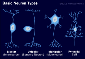 Single sensory neuron cell body