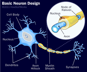 Schematic of a typical neuron showing the soma, the dendrites and the