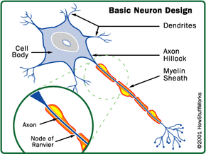Multiple sclerosis attacks the myelin sheath that protects the nerve fiber.