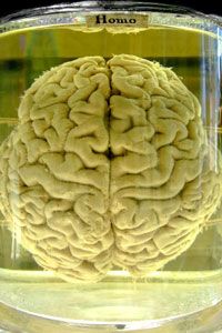 human brain