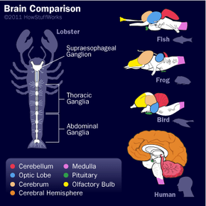 As you proceed up the evolutionary ladder from fish toward humans, check out the changes in the brain. For example, the cerebrum gets bigger, takes up a larger part of the total brain and becomes folded.