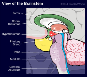 parts of the brain and their functions with thalamus