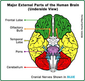 coma patients brain activity