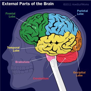 External parts of the human brain