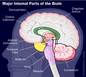 Get to know the interior of your brain a bit better.