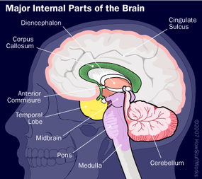 inside brain parts