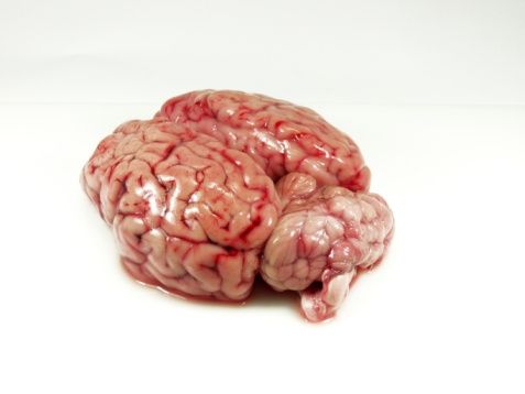 human brain