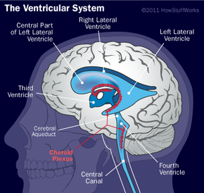 The human brain's ventricular system