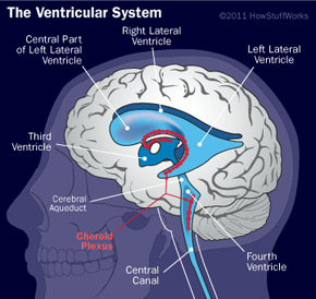 Water on the Brain - How Your Brain Works | HowStuffWorks