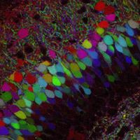 Brainbow labeled the neurons in this transgenic mouse brain with about 90 different color combinations.