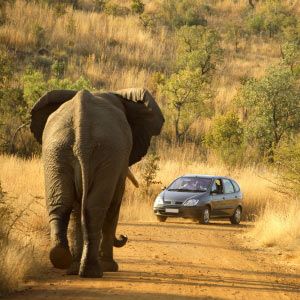 Pilanesberg National Park, South Africa