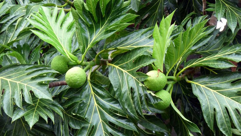 Breadfruit