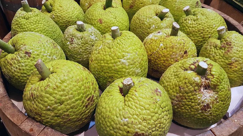 Breadfruit