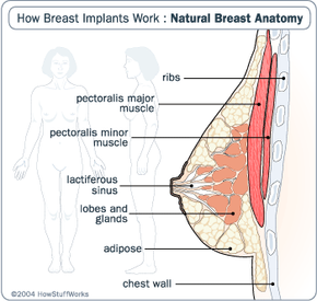 Anatomy of a Breast - How Breast Implants Work